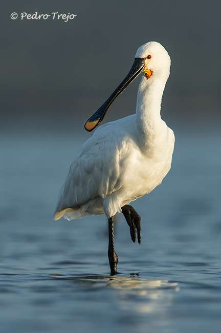 Espatula (Platalea leucorodia)